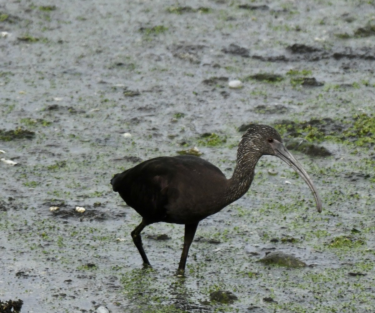 White-faced Ibis - ML428277611