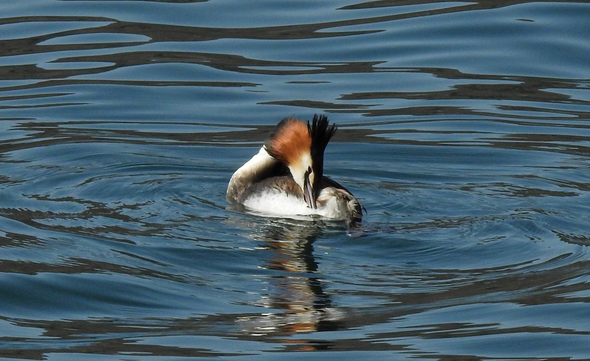 Great Crested Grebe - ML428279831