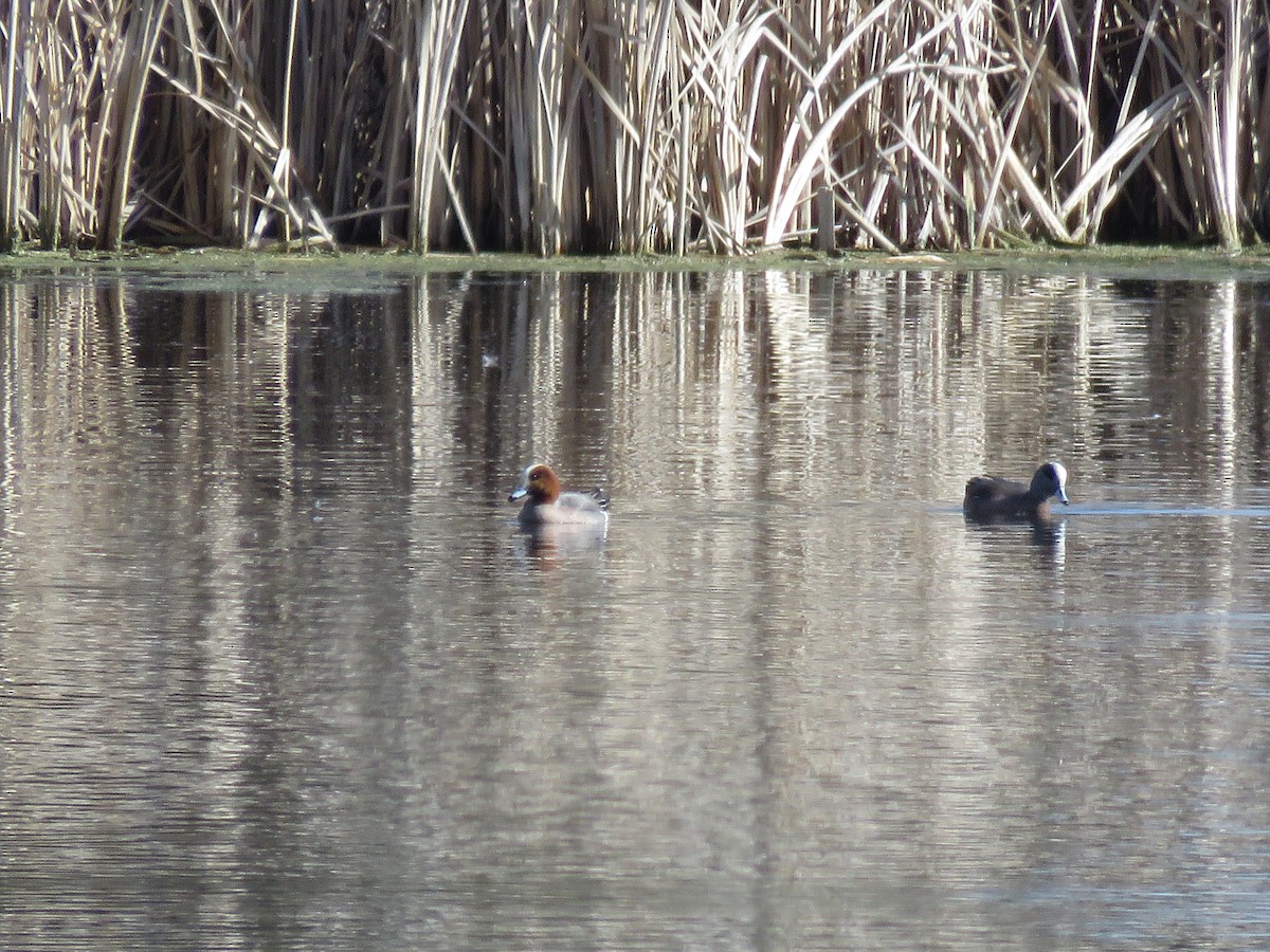 Eurasian Wigeon - ML428281371