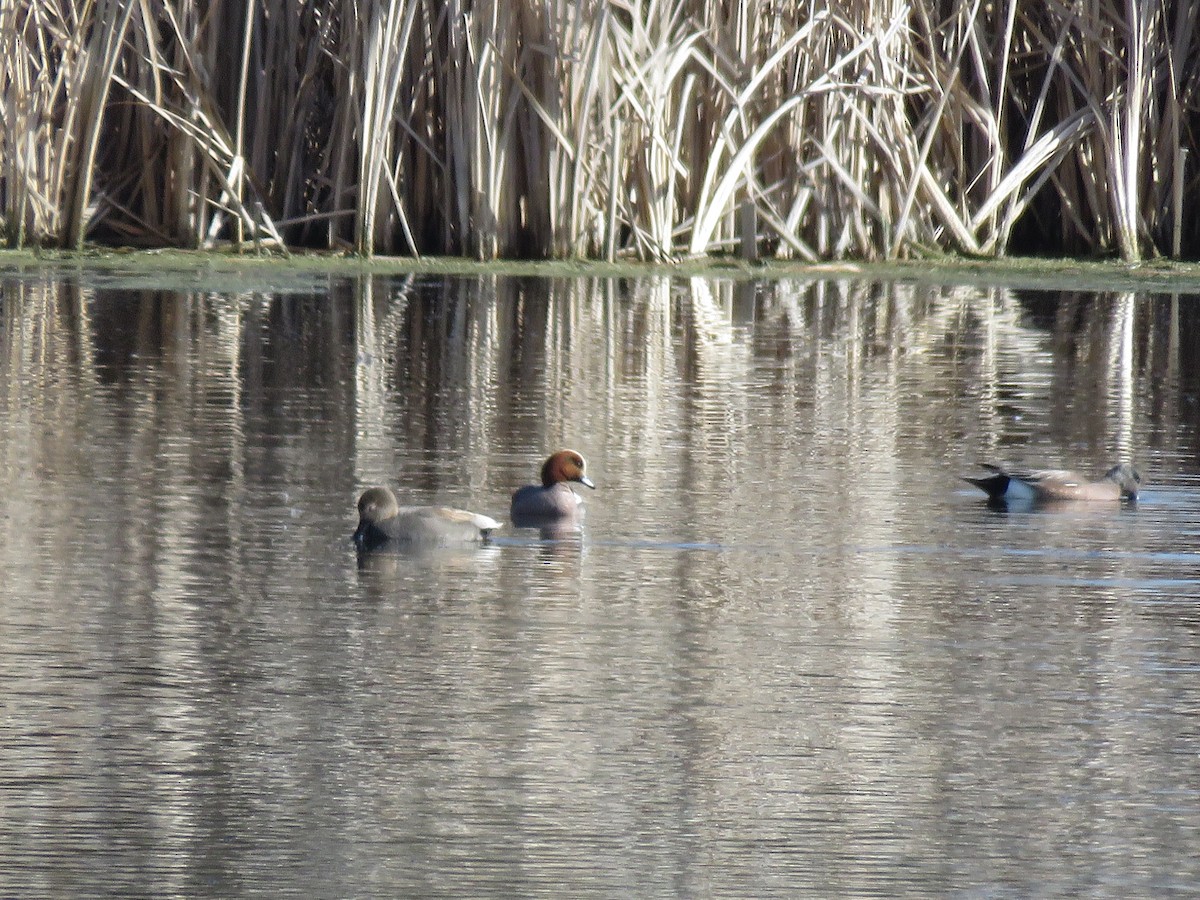 Eurasian Wigeon - ML428281381