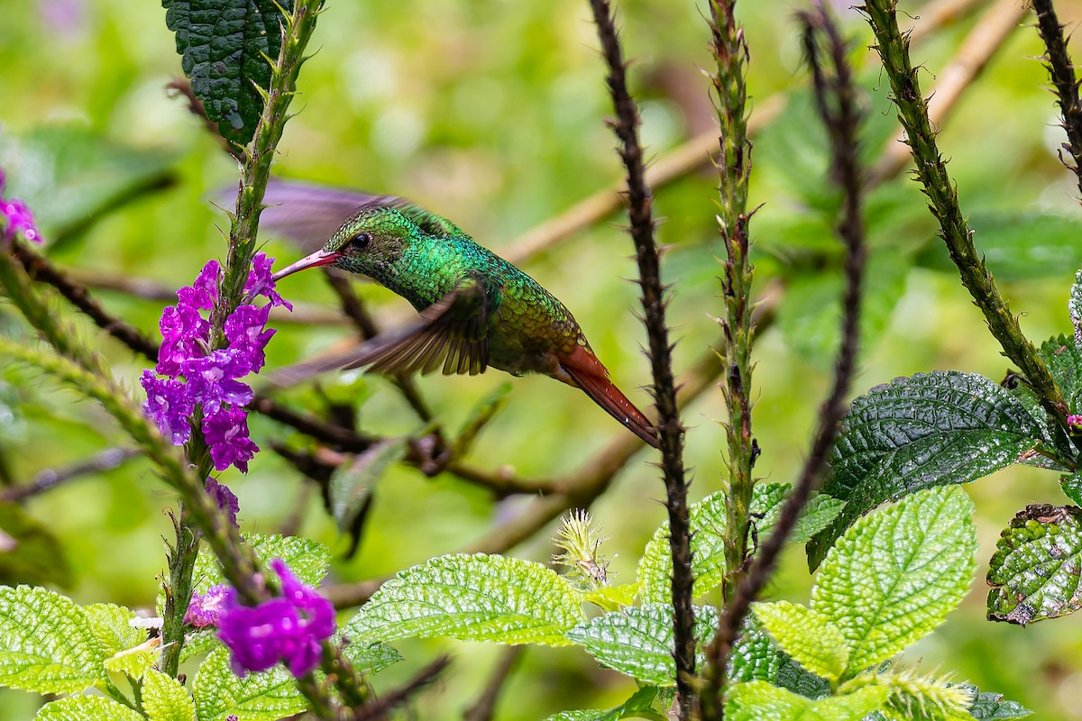 Rufous-tailed Hummingbird - William Hemstrom