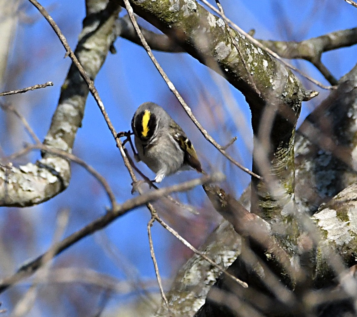 Golden-crowned Kinglet - ML428282551