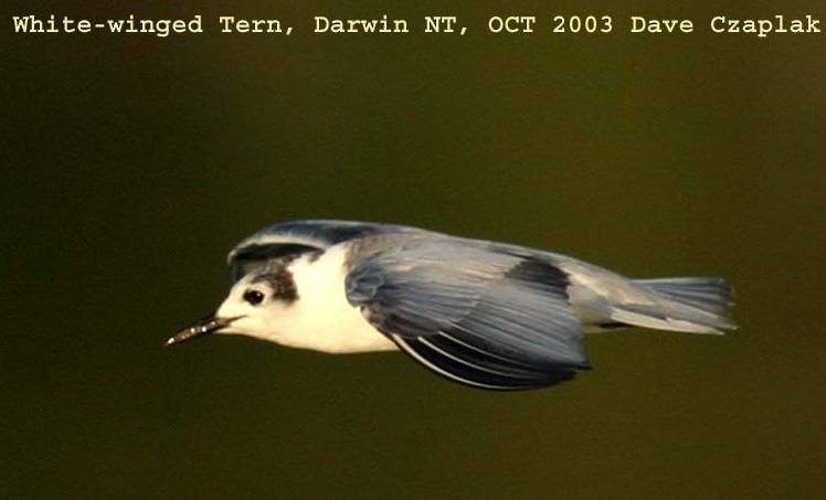 White-winged Tern - Dave Czaplak