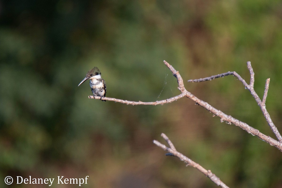 Green Kingfisher - Delaney Kempf