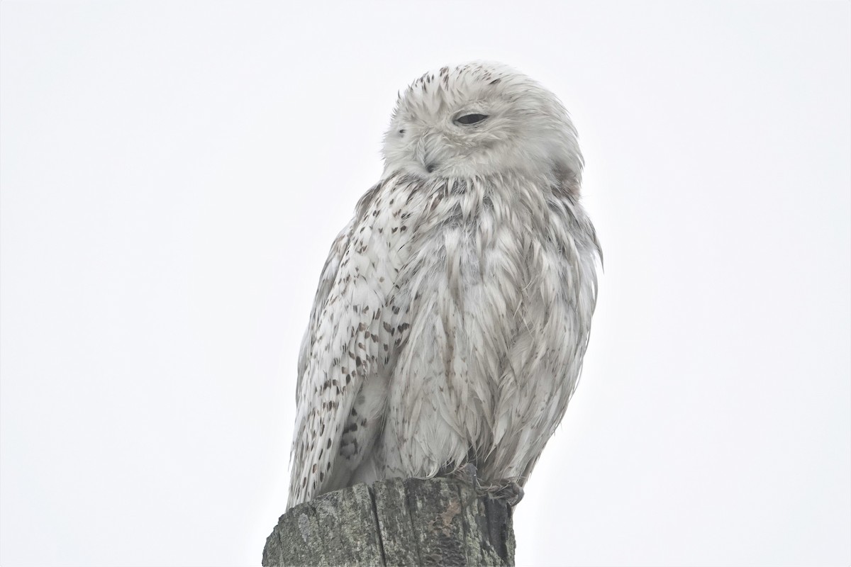 Snowy Owl - Karen Thompson