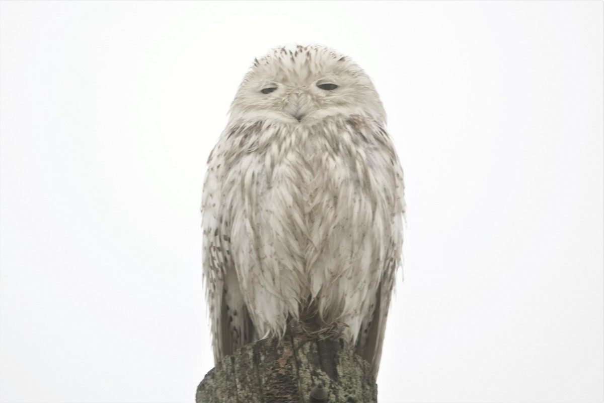 Snowy Owl - Karen Thompson