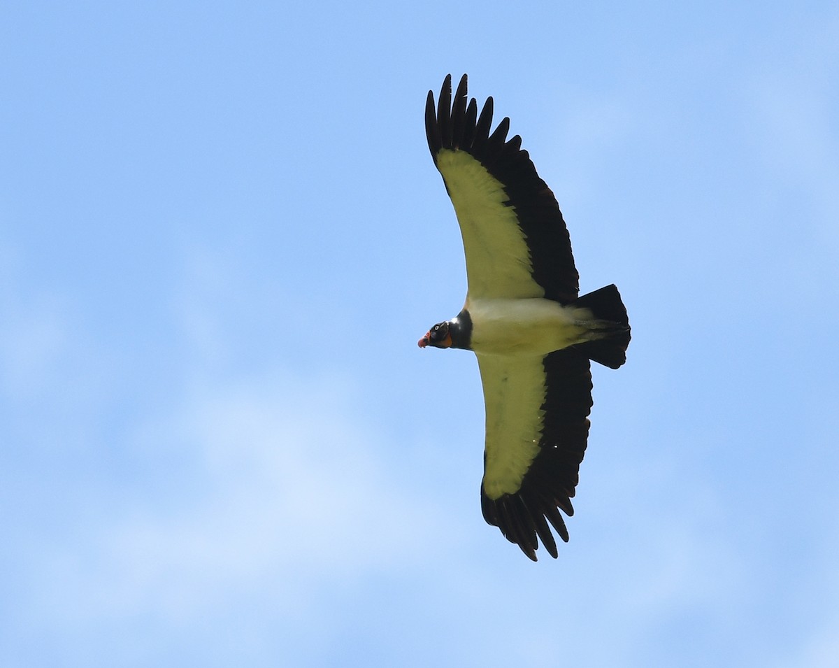 King Vulture - ML428286041