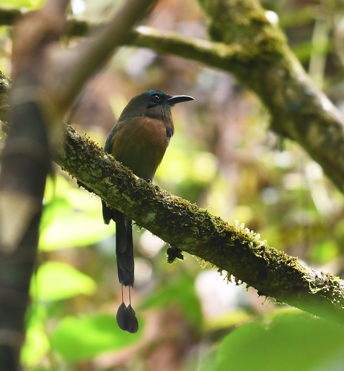 Keel-billed Motmot - ML428286311