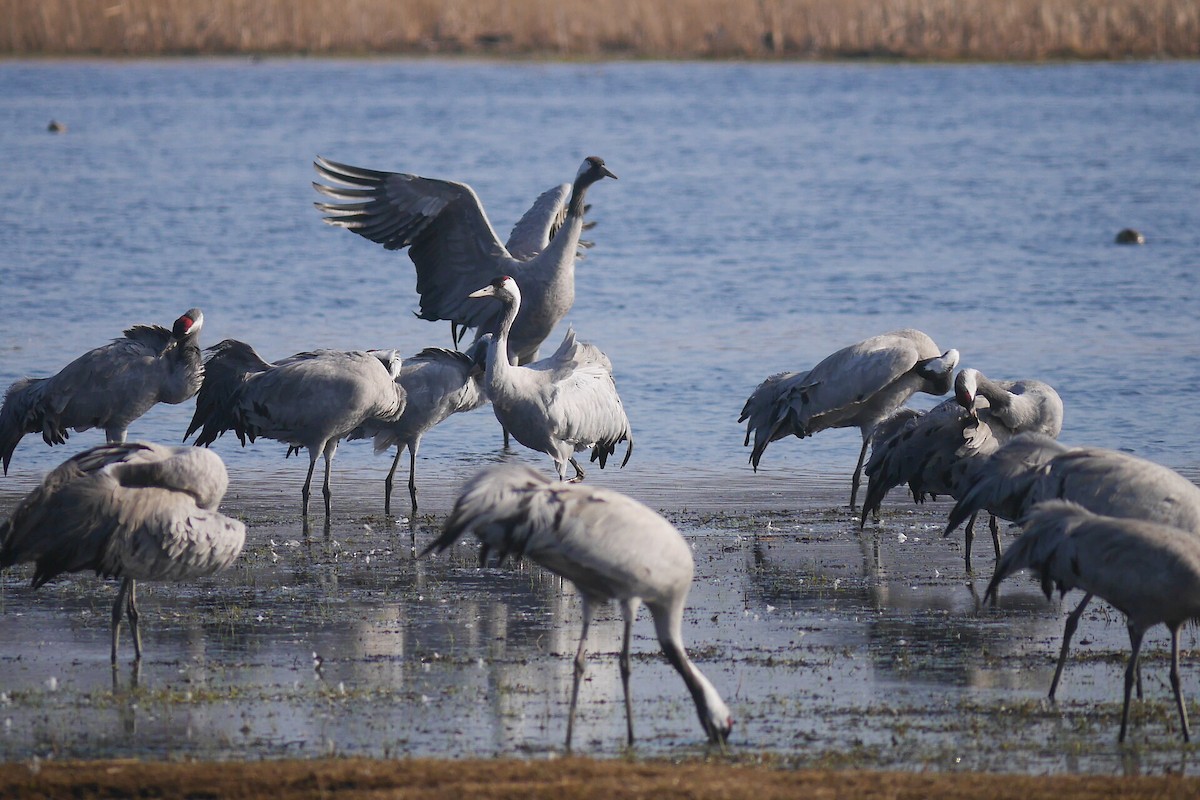 Common Crane - ML428287591