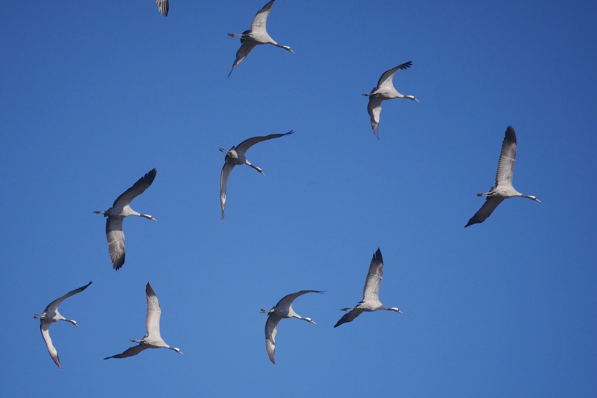 Common Crane - ML428287671