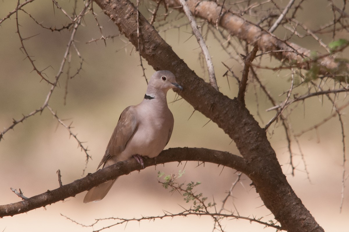 African Collared-Dove - ML428287701