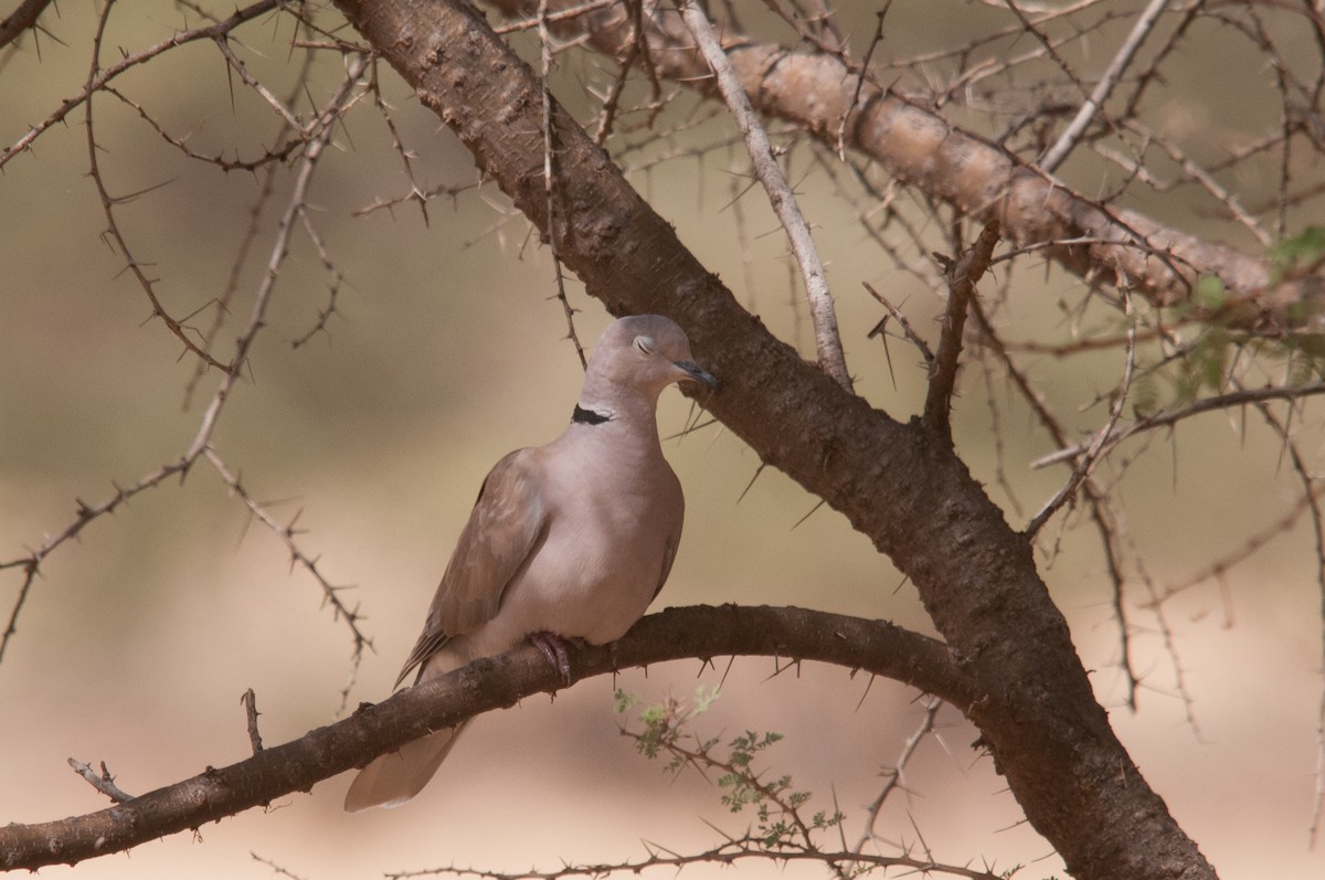 African Collared-Dove - ML428287711