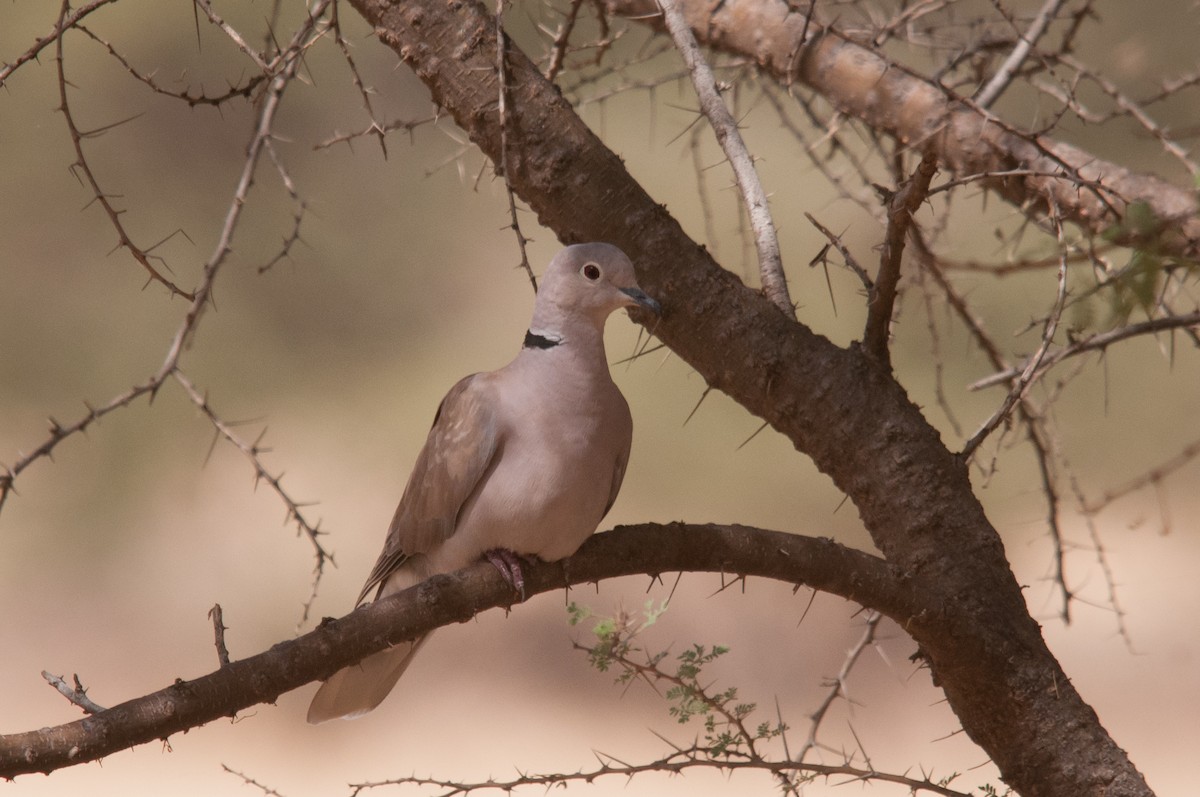 African Collared-Dove - ML428287731