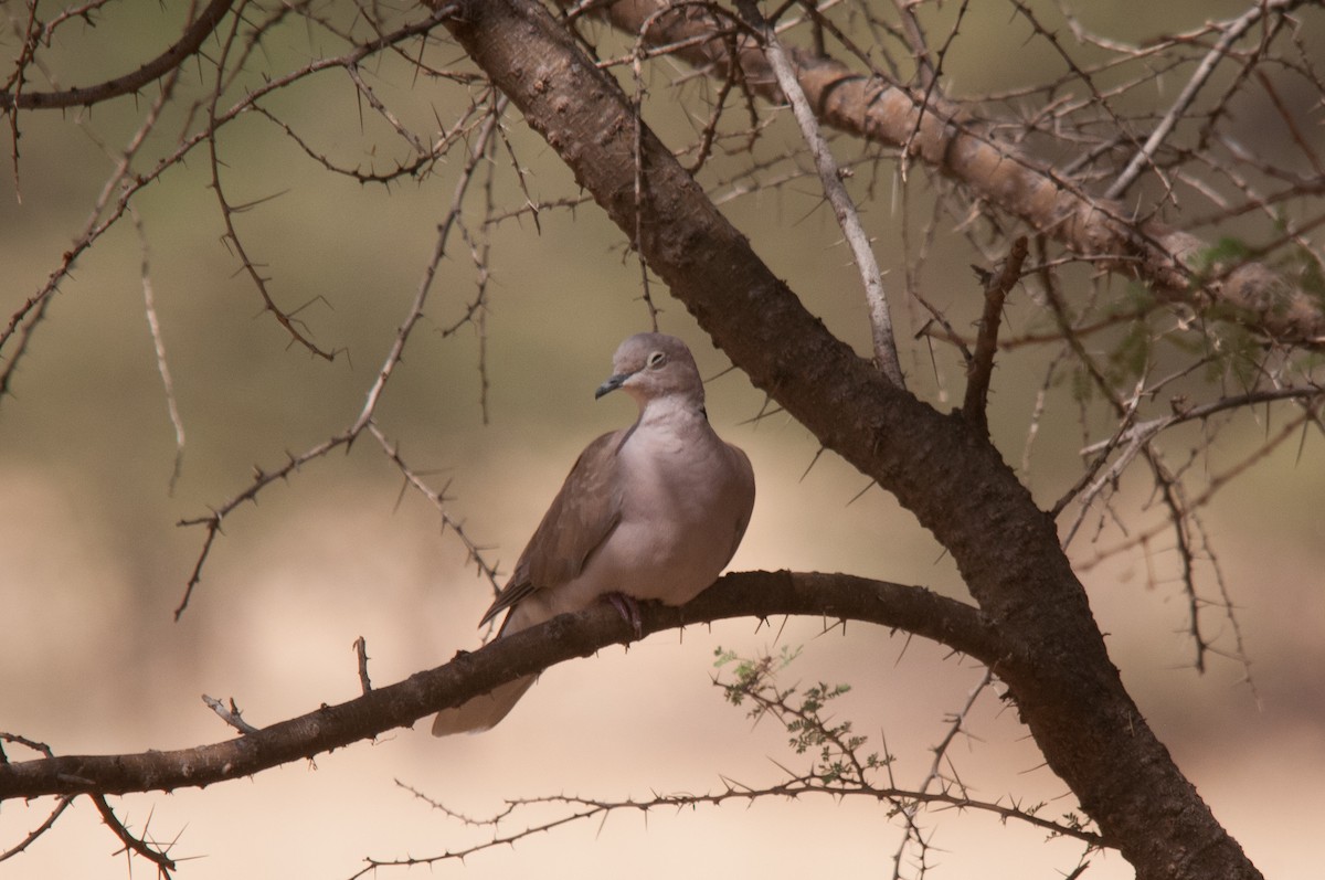 African Collared-Dove - ML428287761