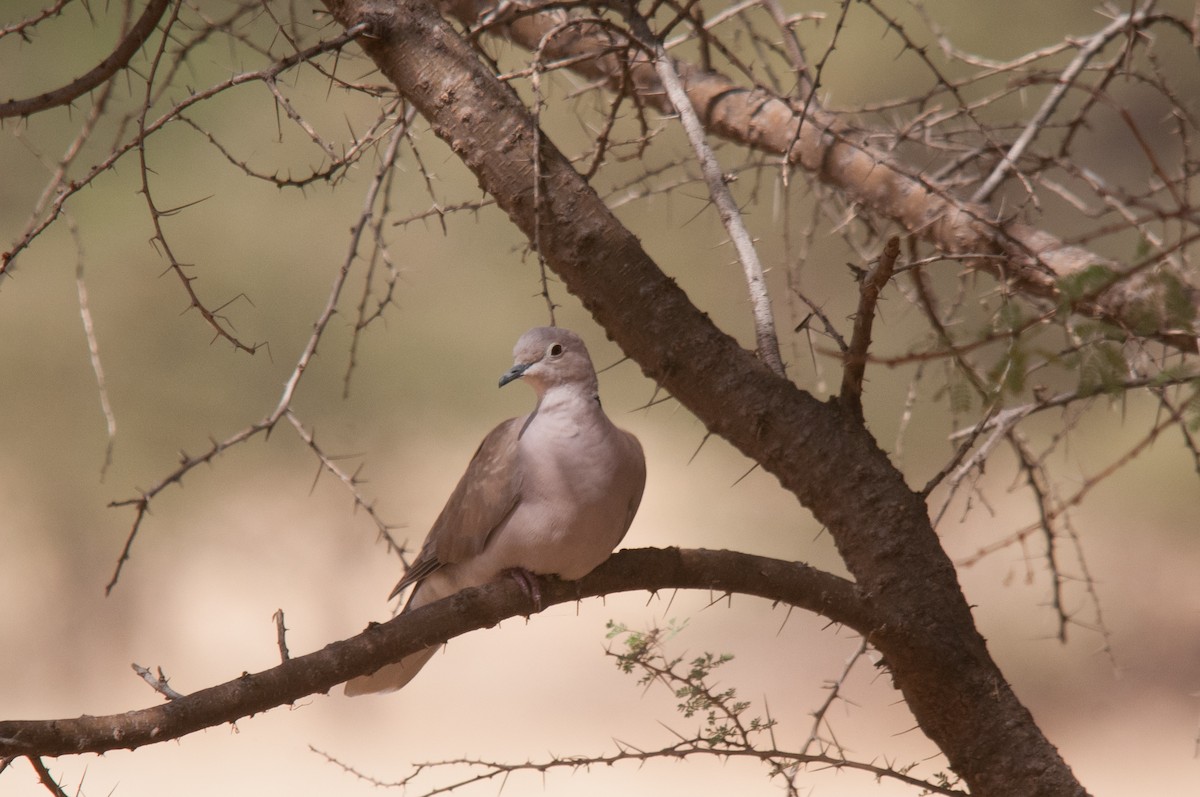 African Collared-Dove - ML428287771