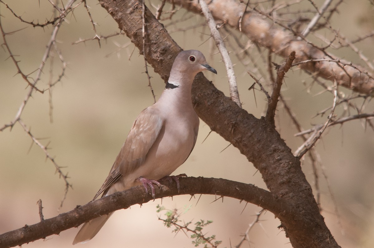 African Collared-Dove - ML428287791