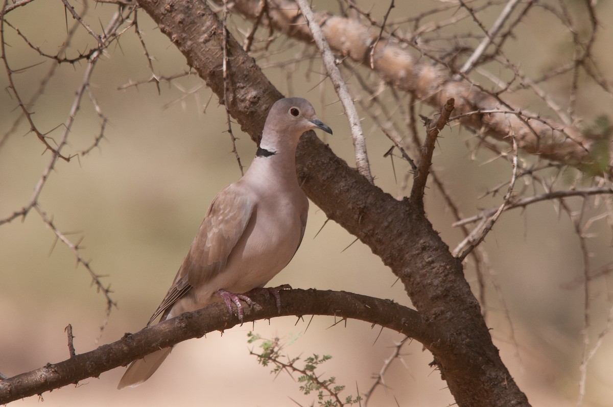 African Collared-Dove - ML428287801