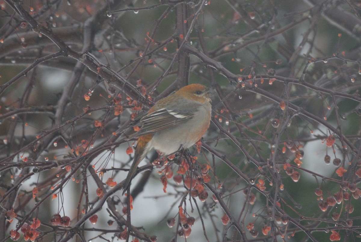 Pine Grosbeak - ML42828871