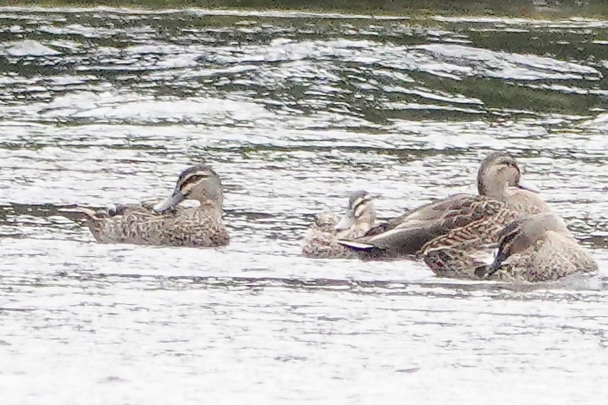 Pacific Black Duck - ML428289231