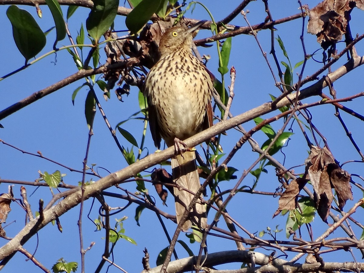 Brown Thrasher - Annie Downing