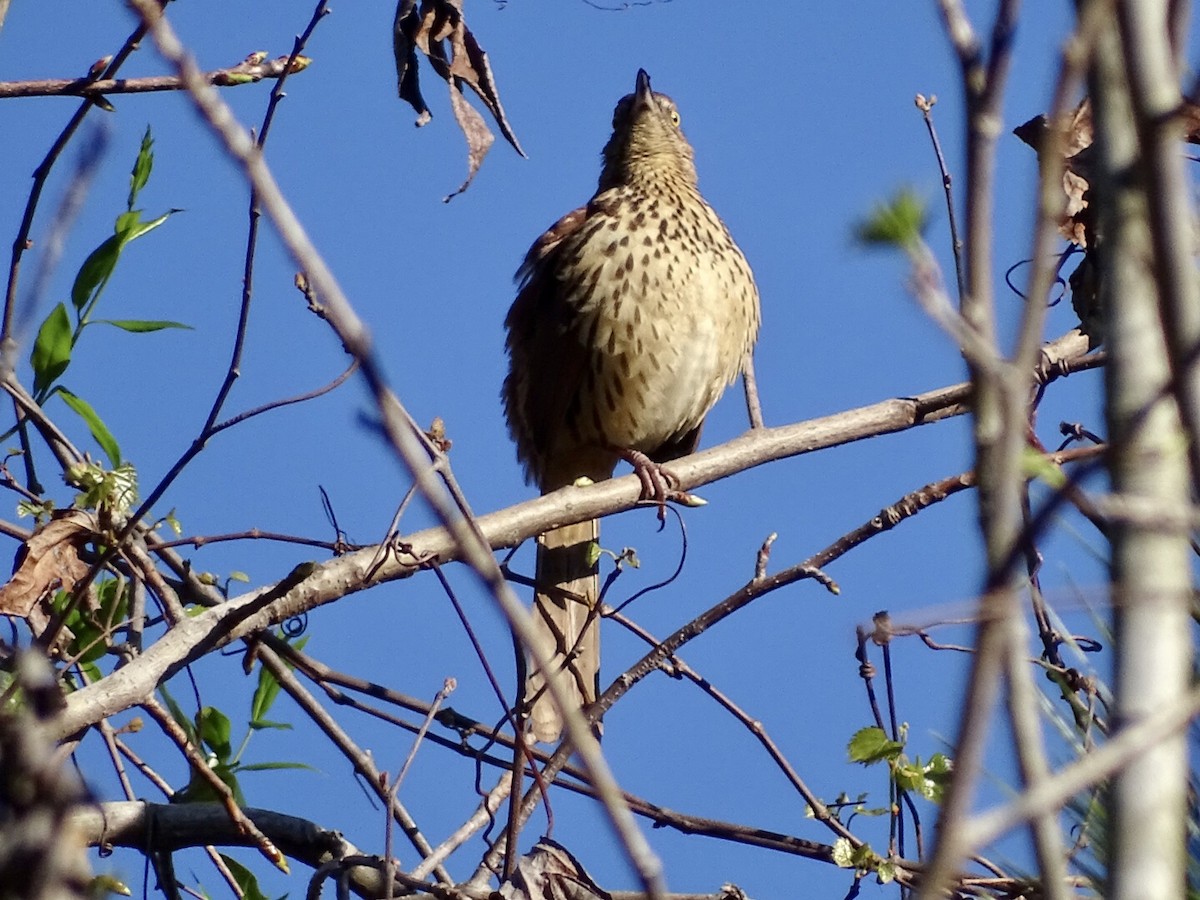 Brown Thrasher - Annie Downing