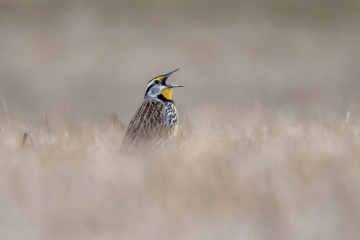 Eastern Meadowlark - David Wallace