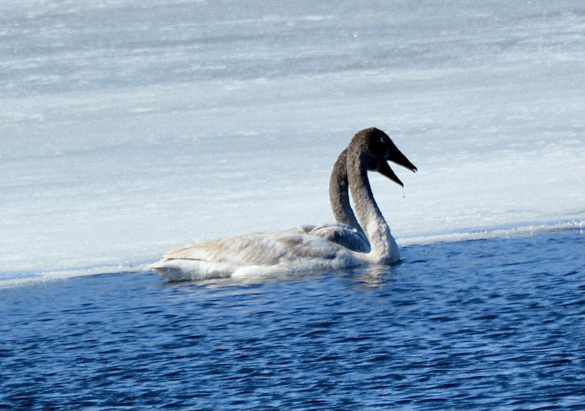 Trumpeter Swan - ML428289761