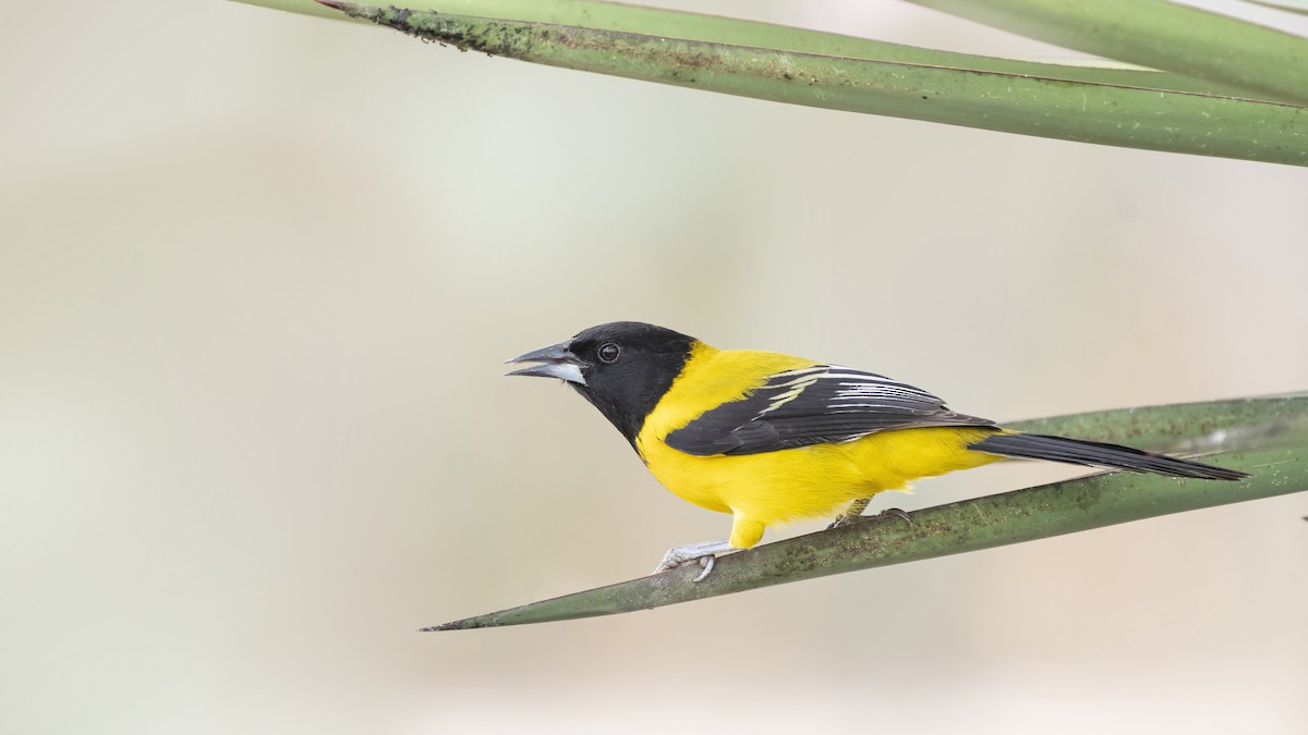 Audubon's Oriole - Bryan Calk