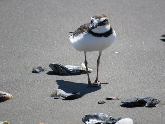 Wilson's Plover - ML428291941