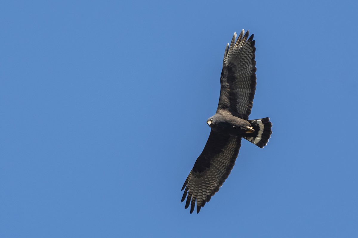 Zone-tailed Hawk - ML428292371