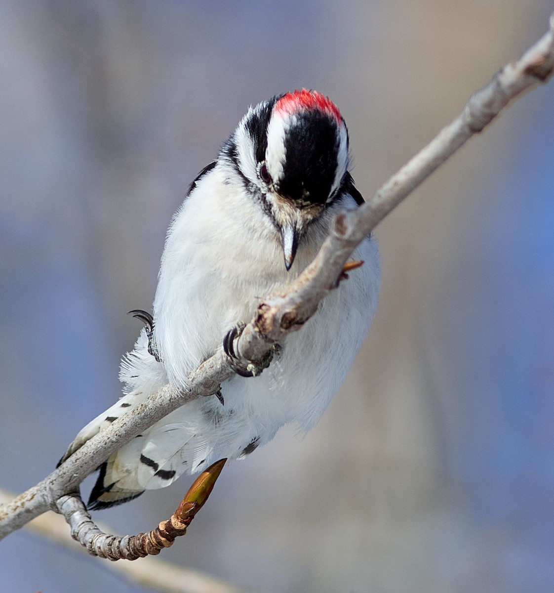 Downy Woodpecker - ML428292971
