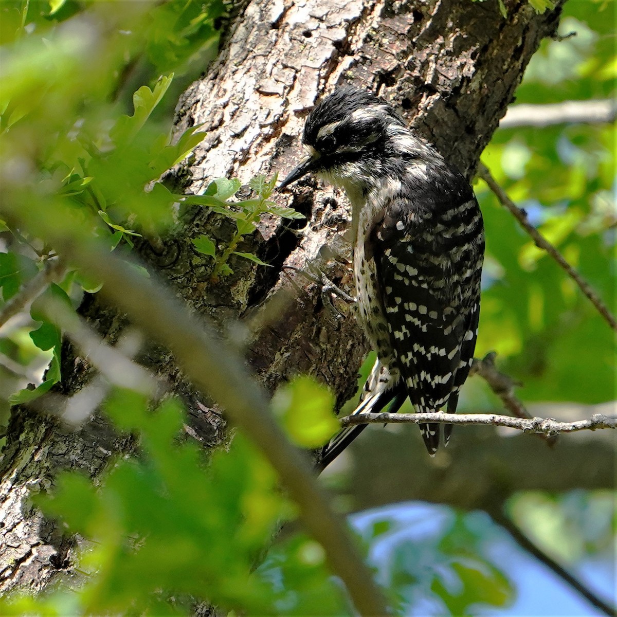 Nuttall's Woodpecker - ML428296801