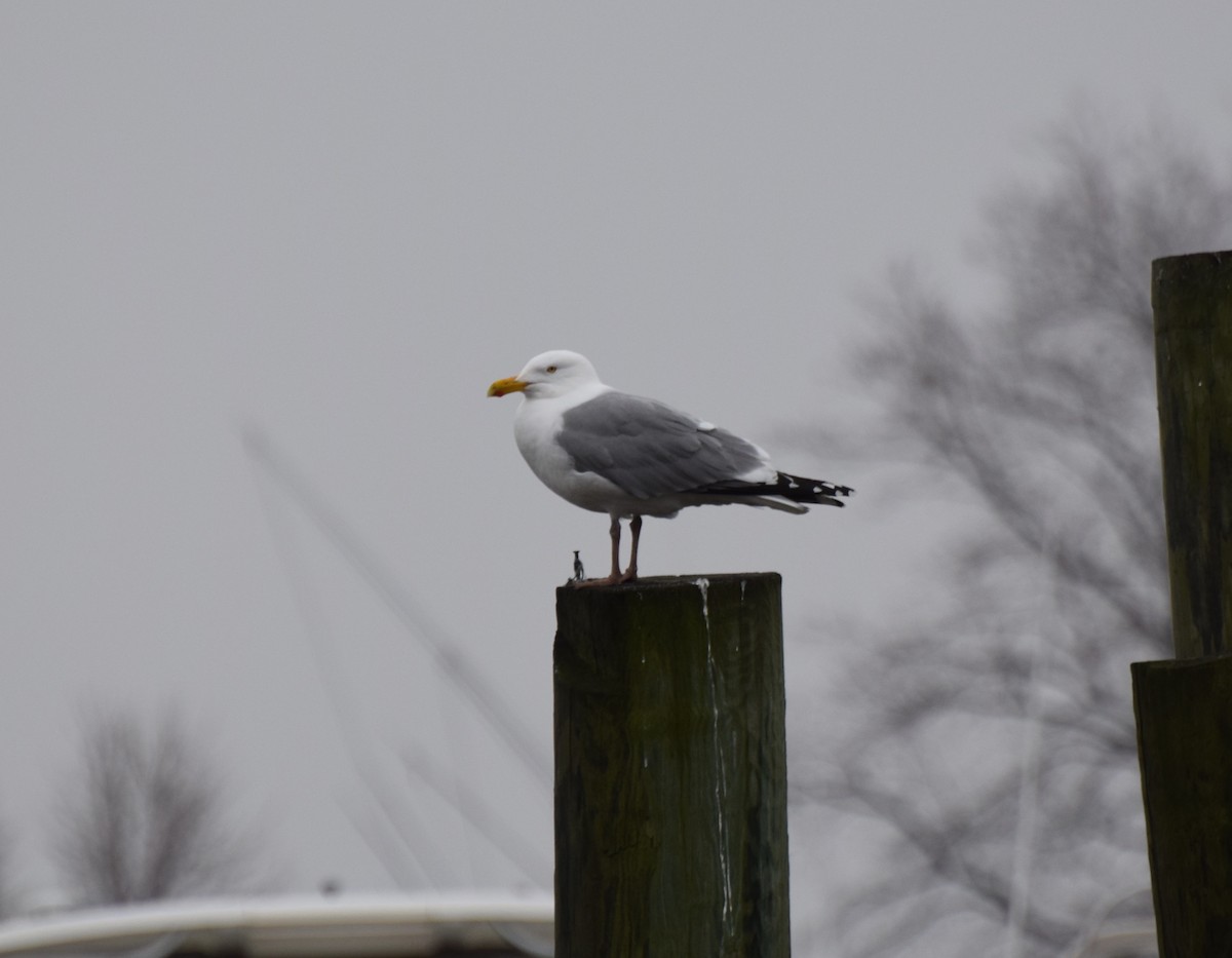 Gaviota Argéntea (americana) - ML428298491