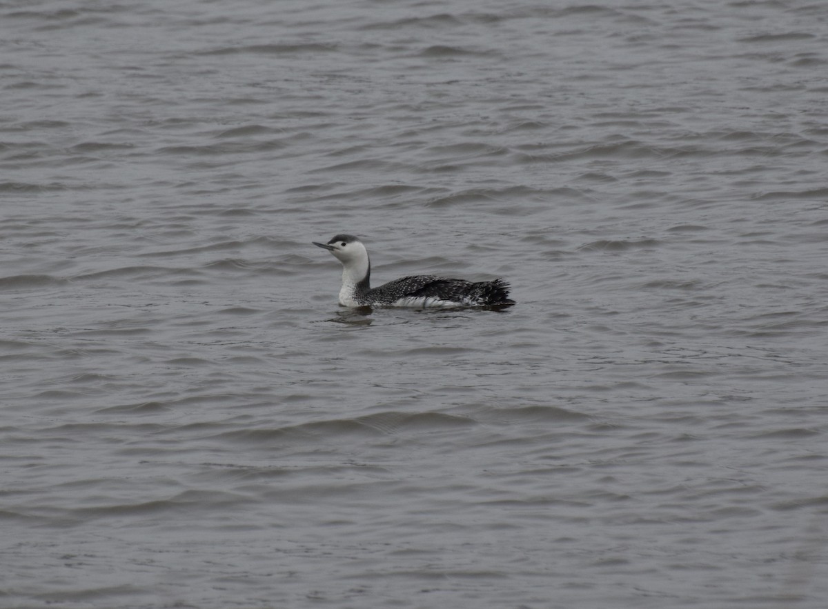 Red-throated Loon - Will Mahoney