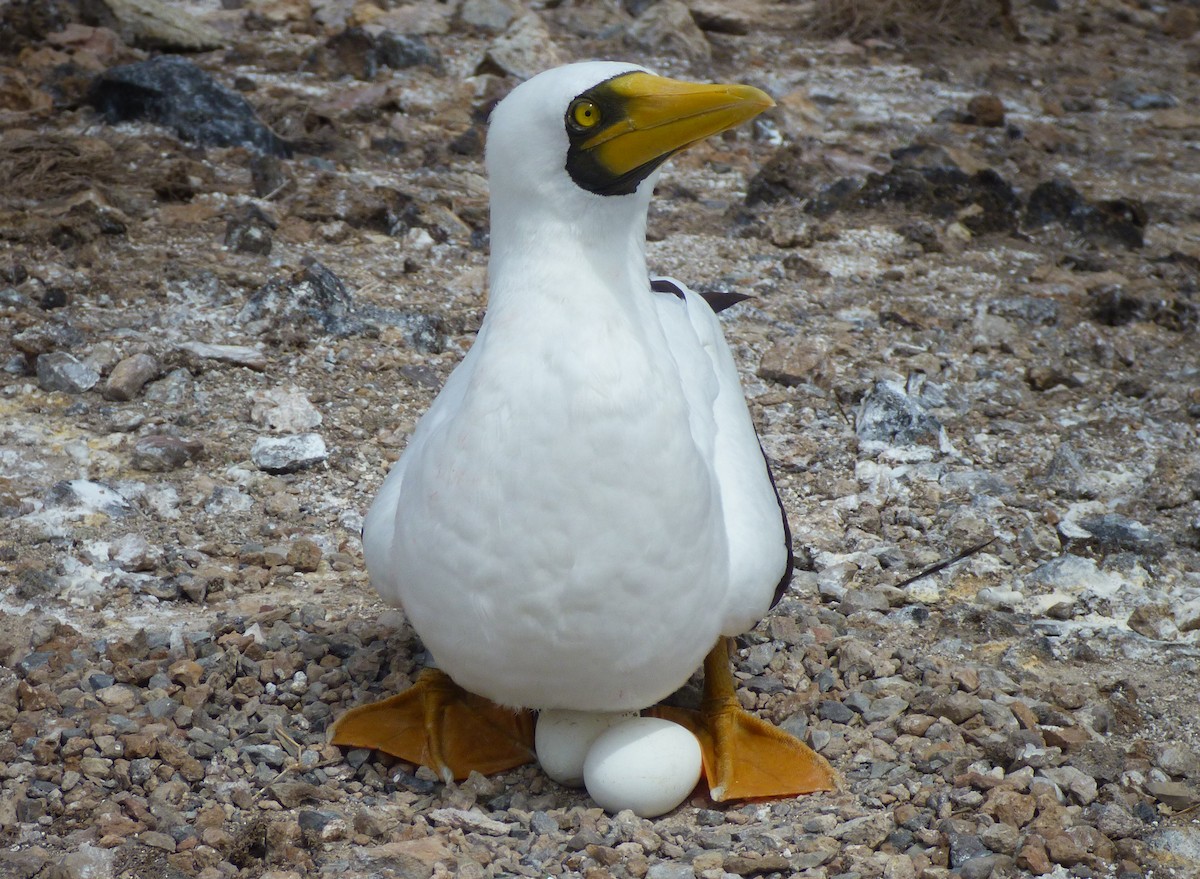 Masked Booby - ML428298951