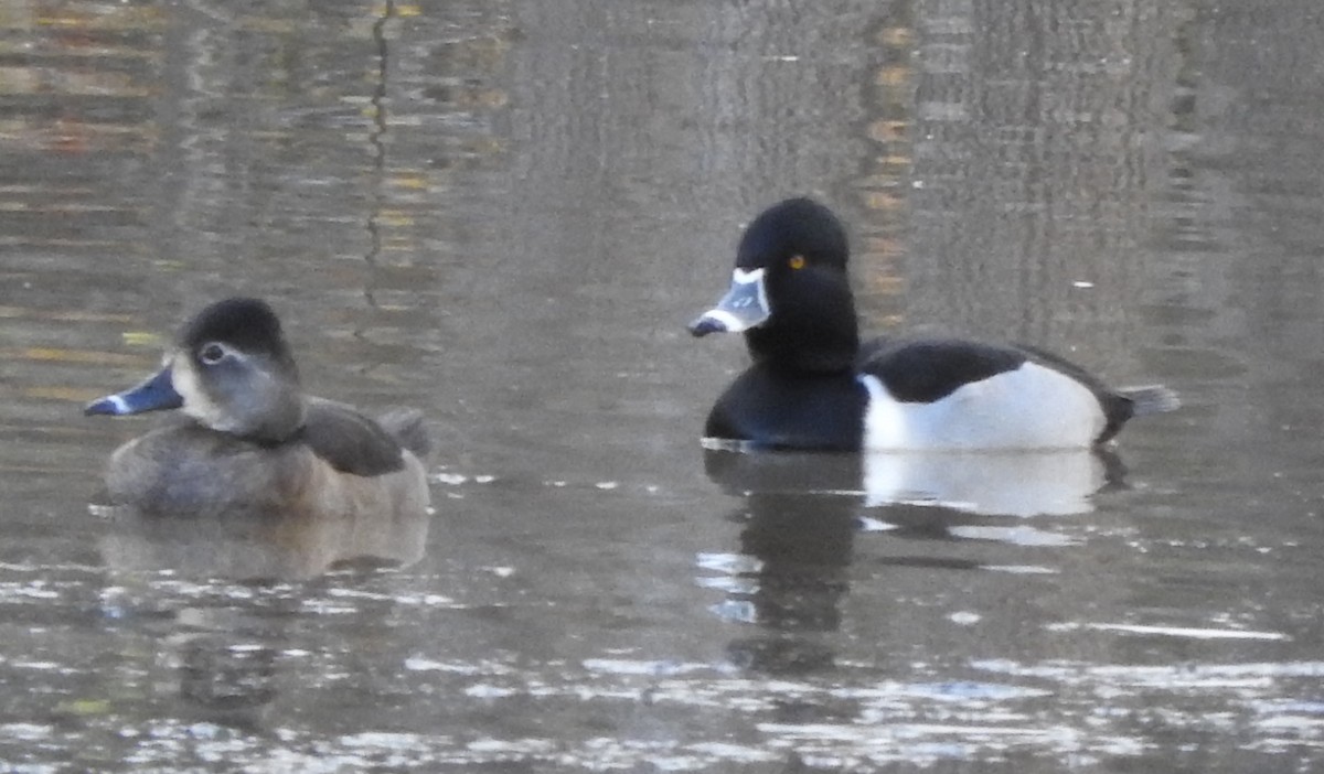 Ring-necked Duck - ML42830221