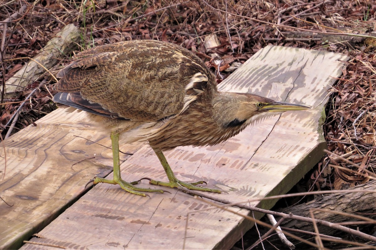 American Bittern - Jeff Beane