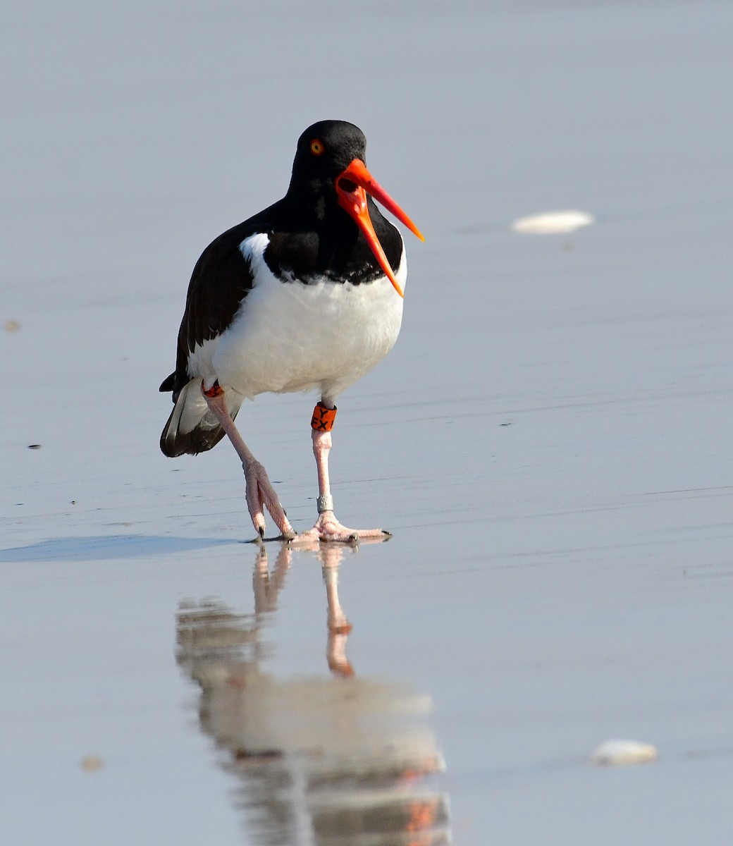 American Oystercatcher - ML428303051