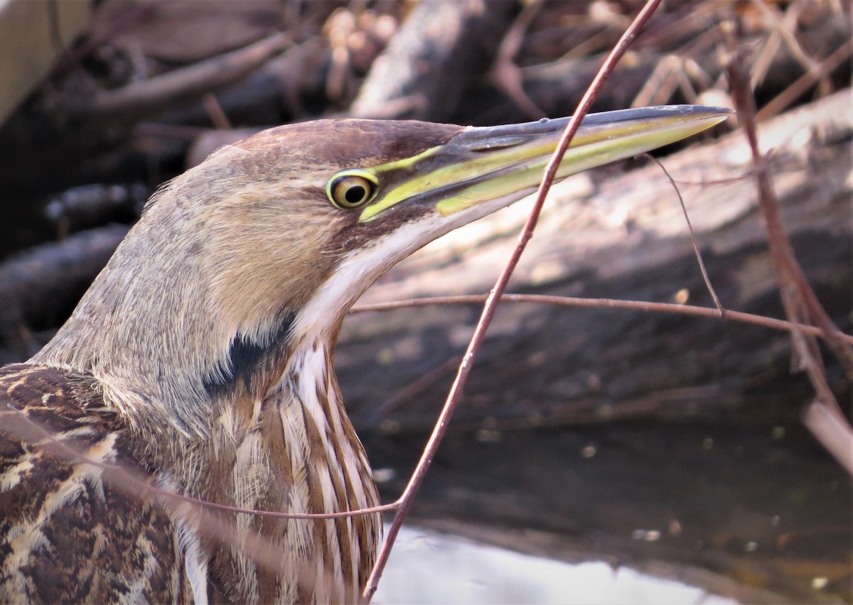 American Bittern - ML428303361