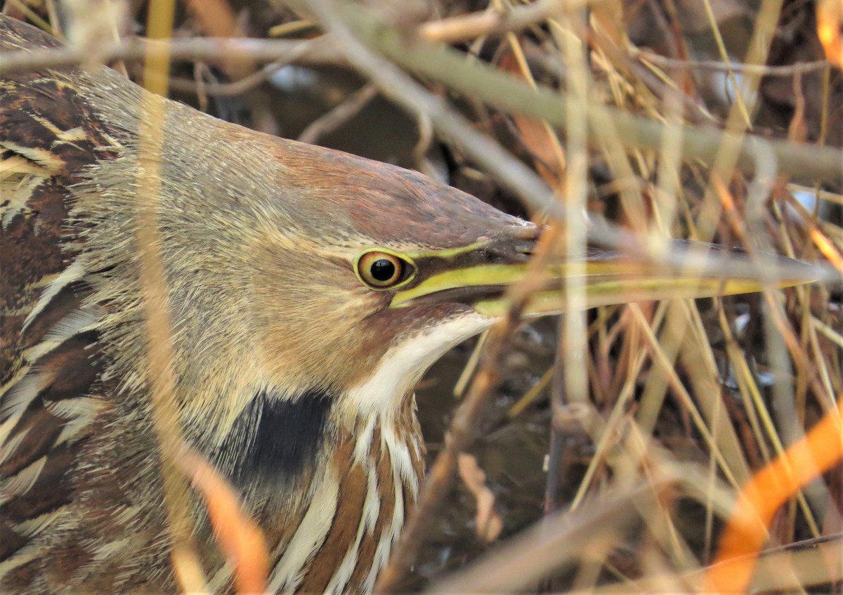 American Bittern - ML428306211