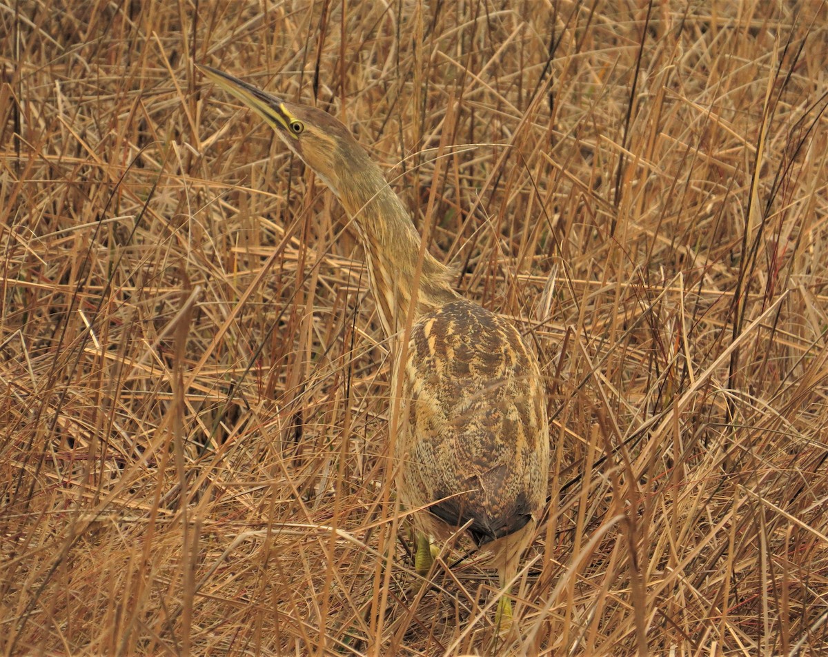 American Bittern - ML428306461