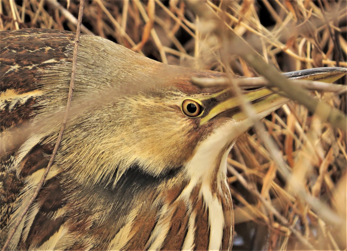 American Bittern - ML428306781