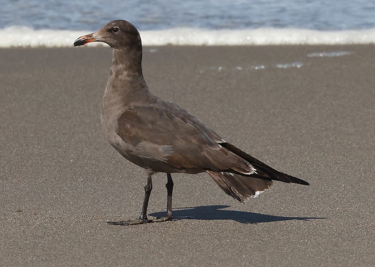 Heermann's Gull - ML428307261