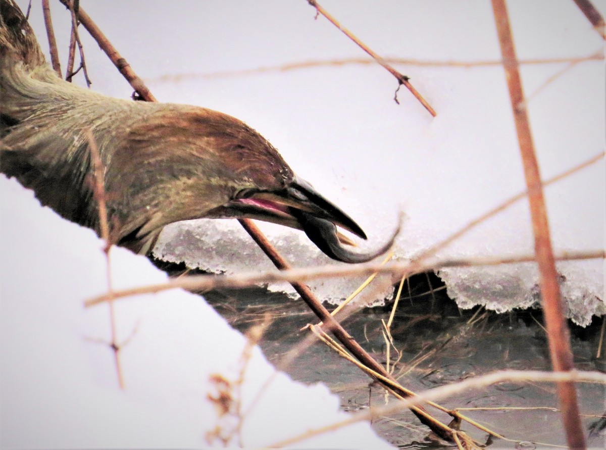 American Bittern - ML428307271