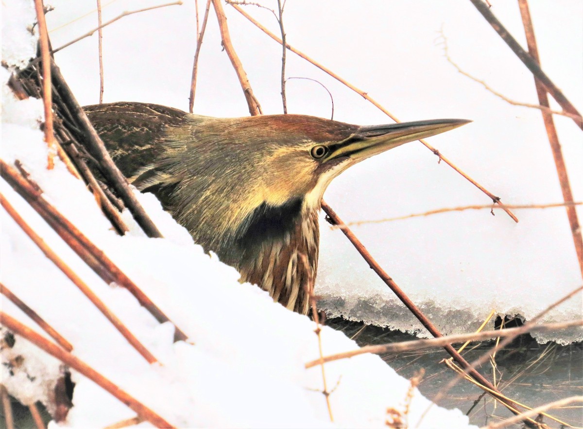 American Bittern - ML428307281