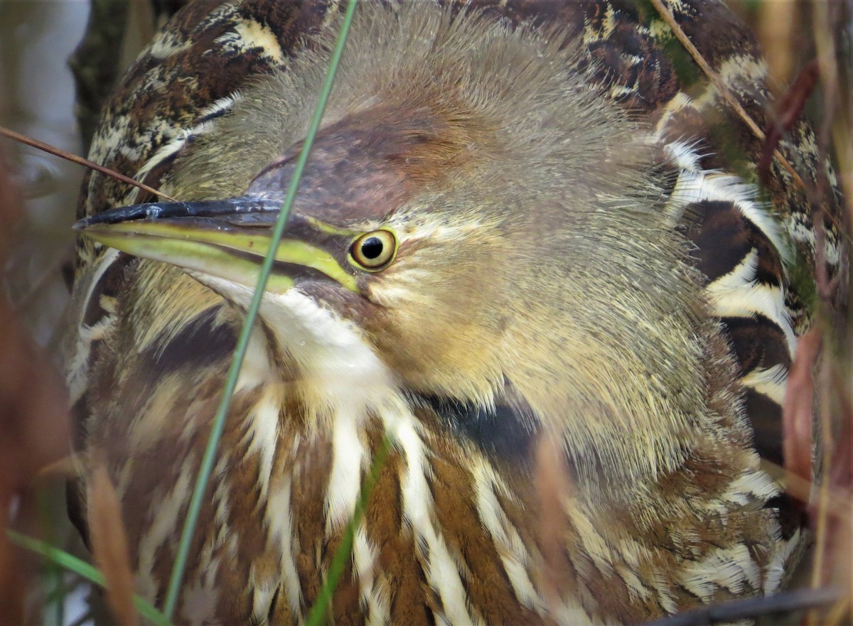 American Bittern - ML428307501