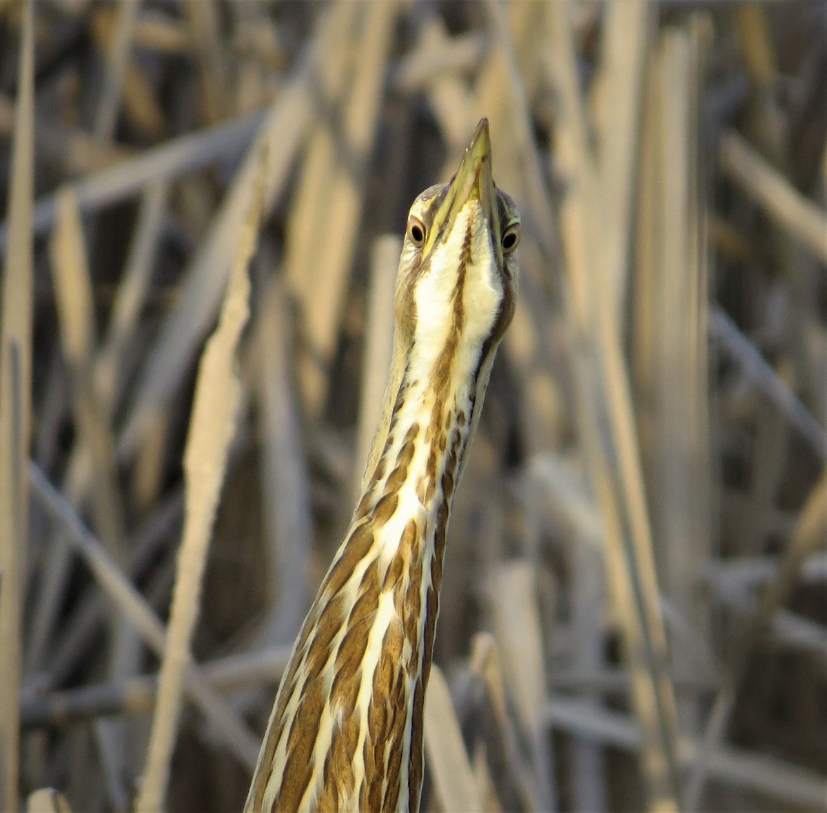 American Bittern - ML428307721