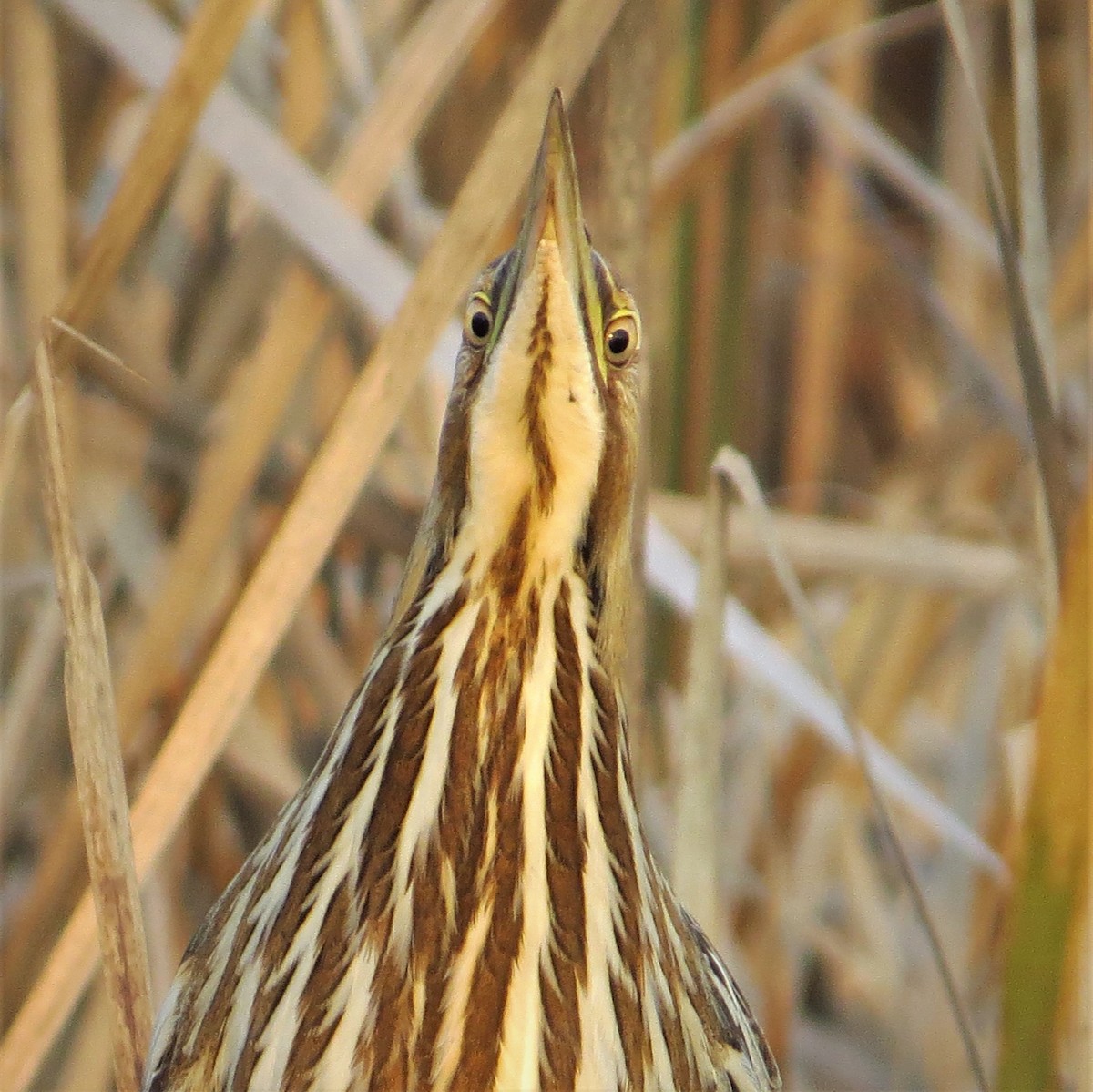 American Bittern - ML428307931