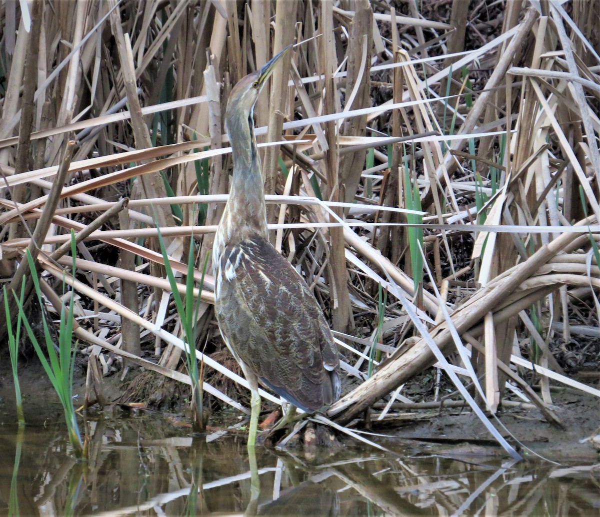 Schwarzbart-Rohrdommel - ML428308241