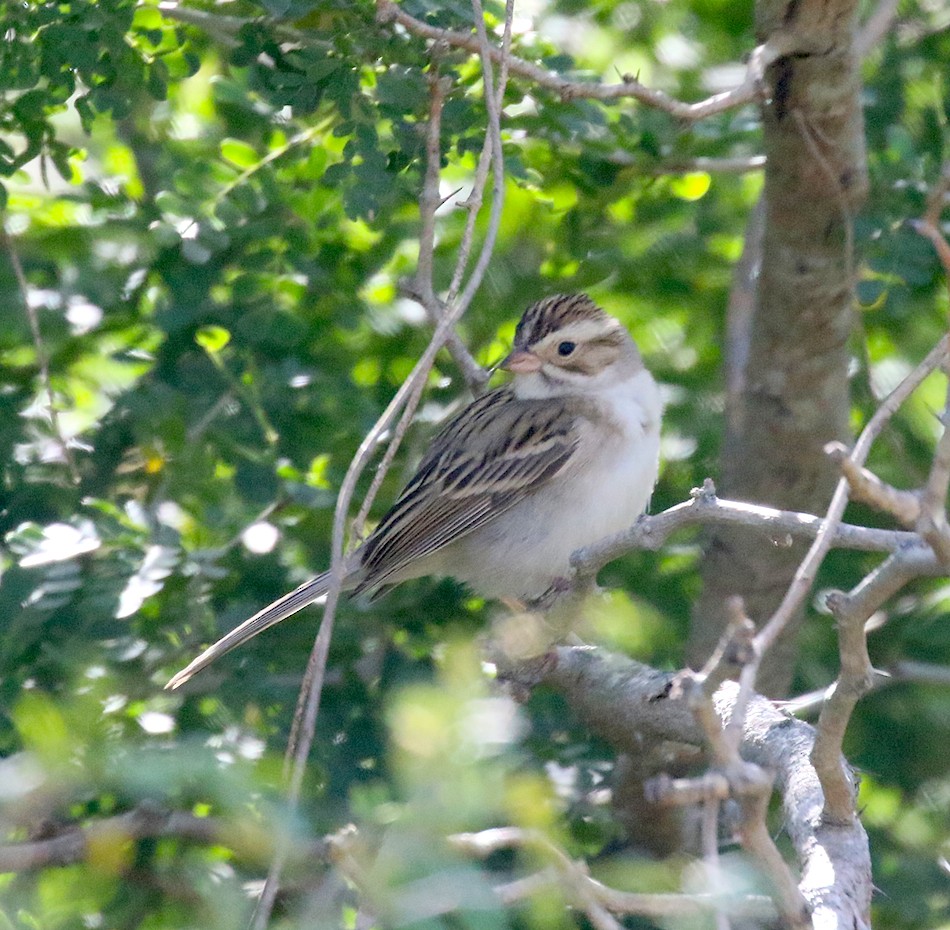 Clay-colored Sparrow - ML428309641